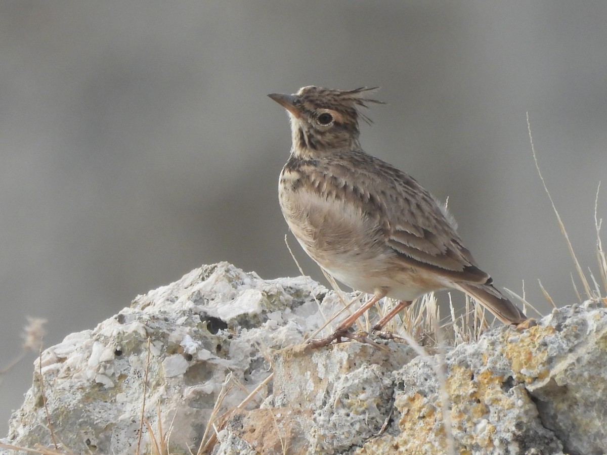 Crested Lark - ML624543596