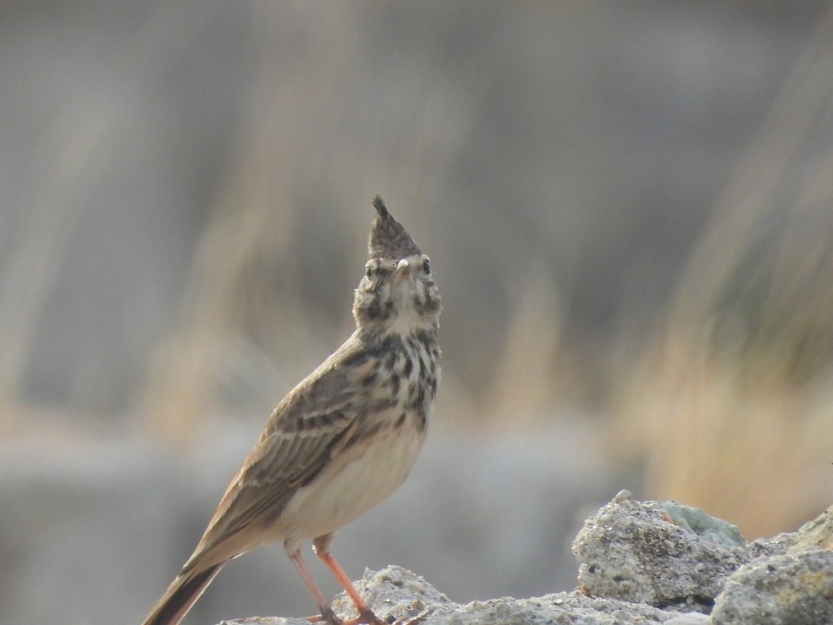 Crested Lark - ML624543597