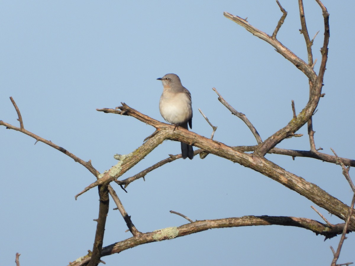 Northern Mockingbird - ML624543599