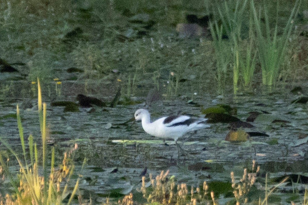 American Avocet - ML624543602