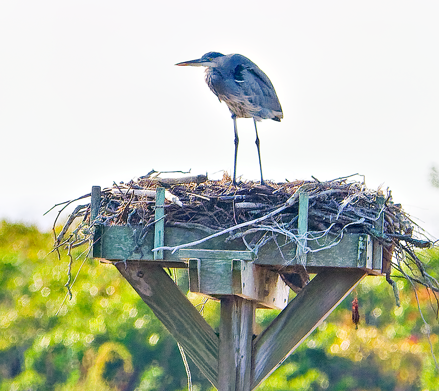 Great Blue Heron - ML624543606