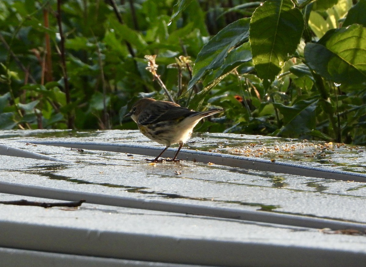 Yellow-rumped Warbler - ML624543607