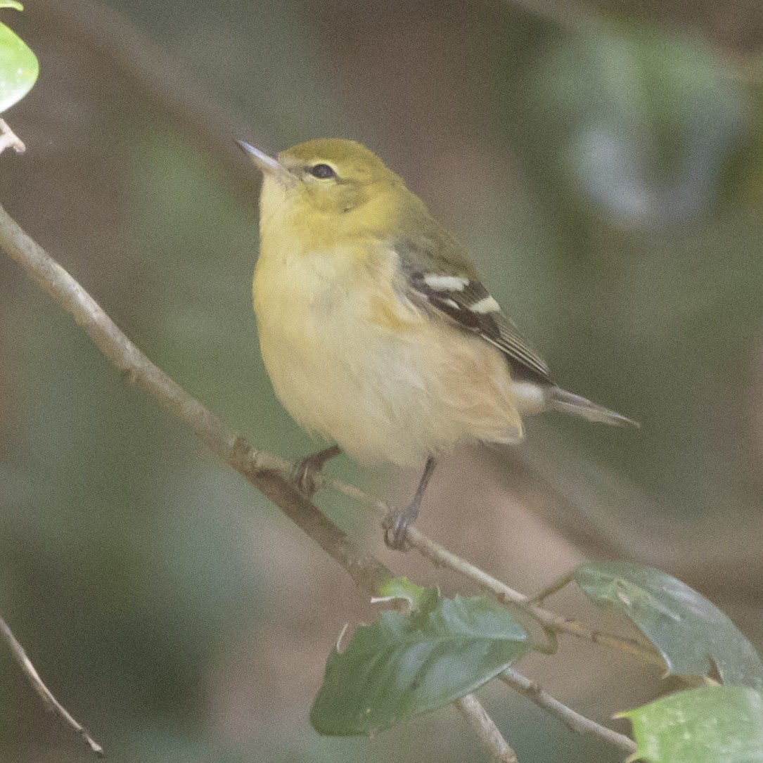 Bay-breasted Warbler - ML624543609