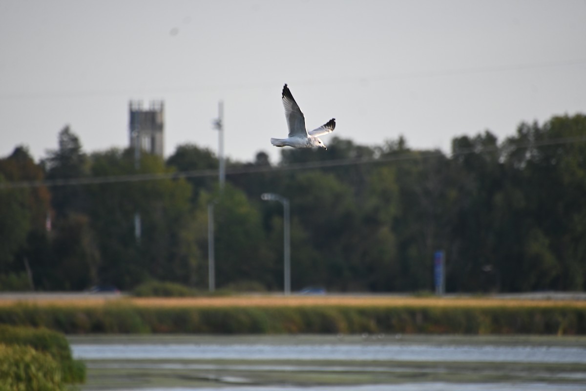 Ring-billed Gull - ML624543612