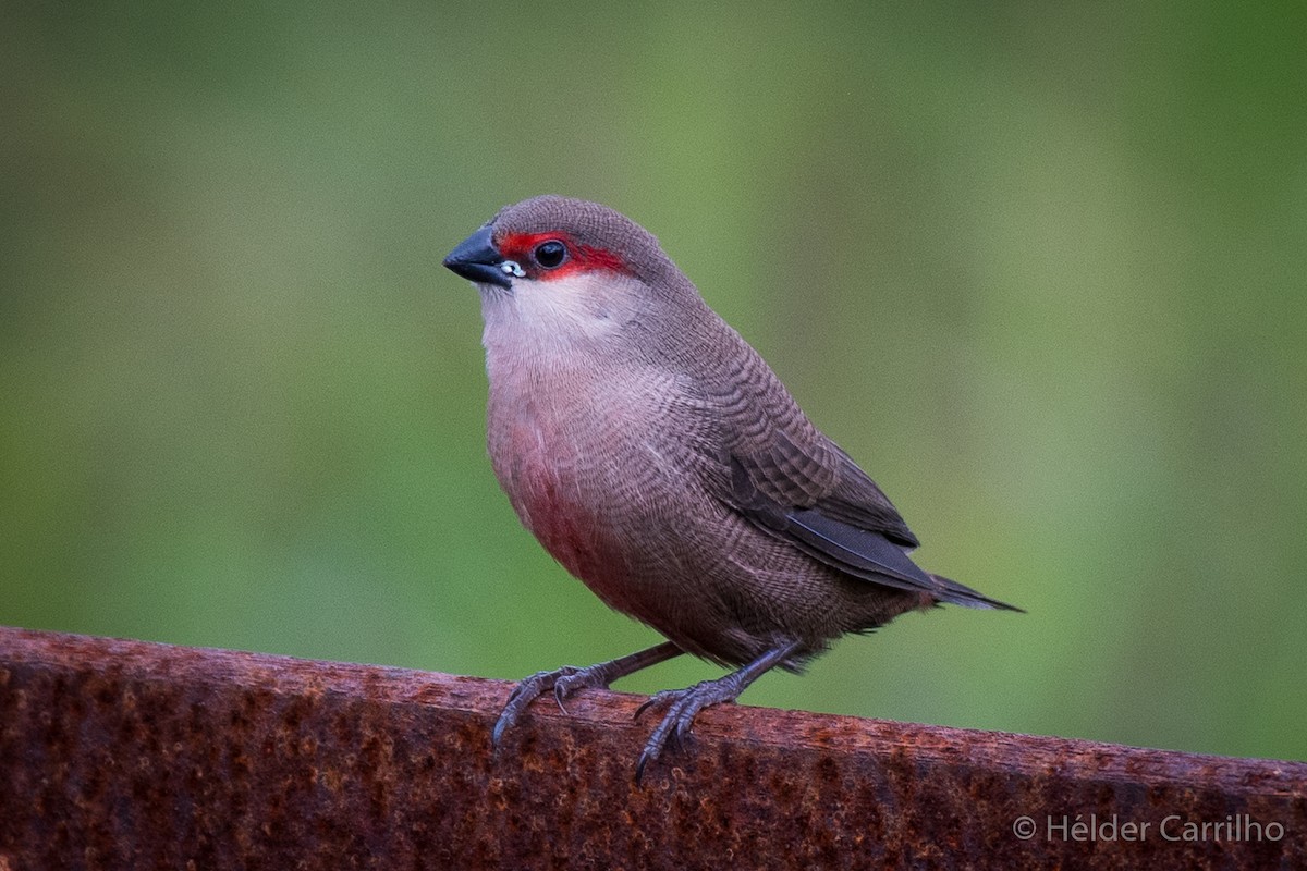 Common Waxbill - ML624543690