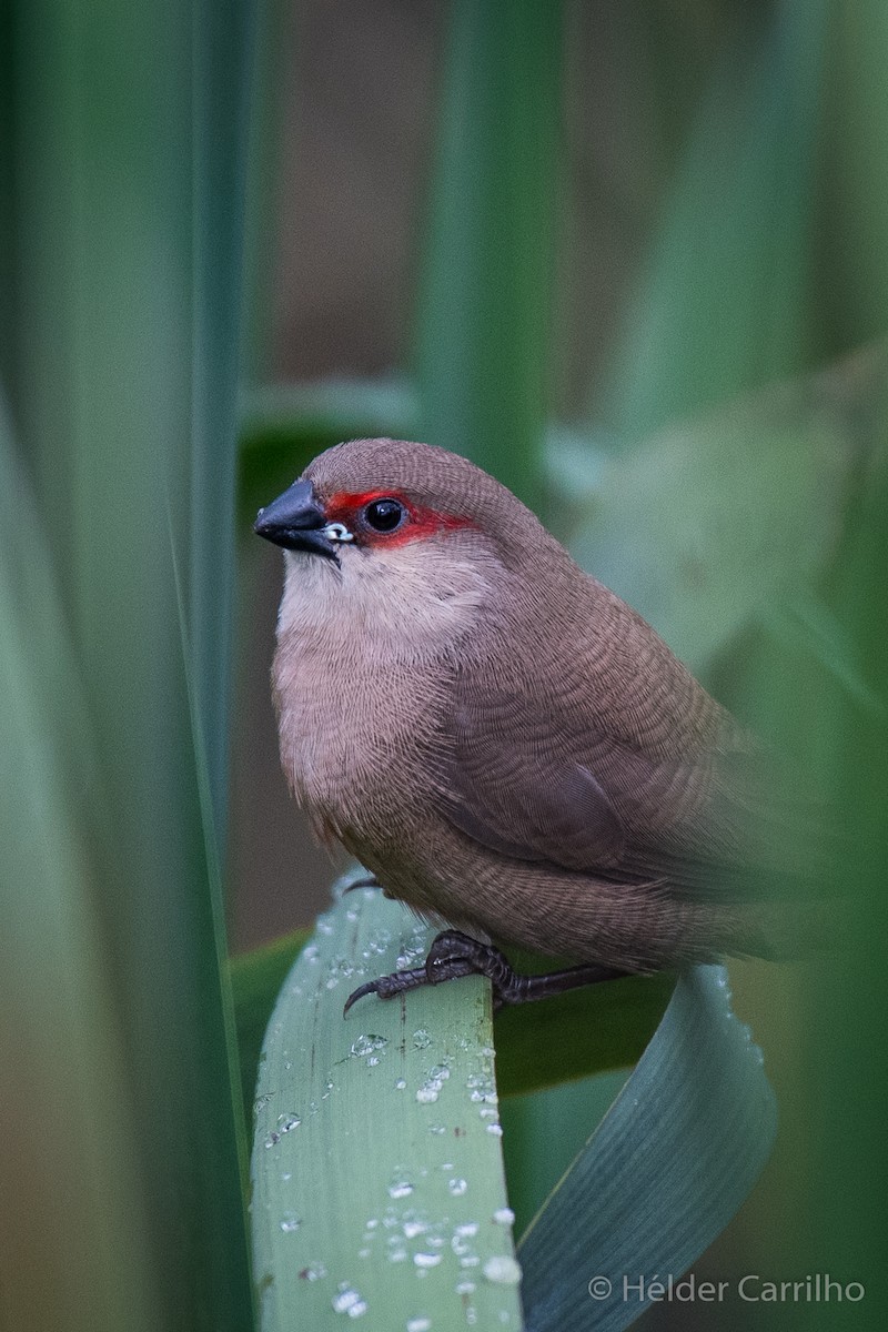 Common Waxbill - ML624543691