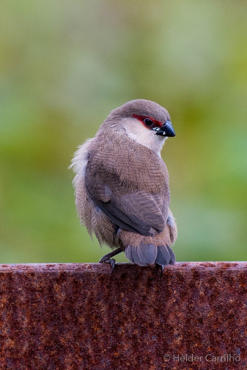 Common Waxbill - ML624543692