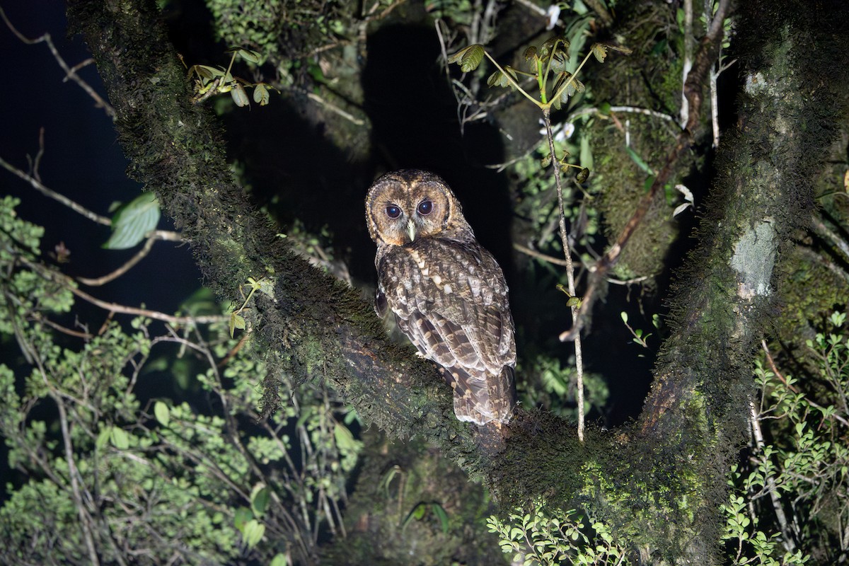 Himalayan Owl - ML624543709