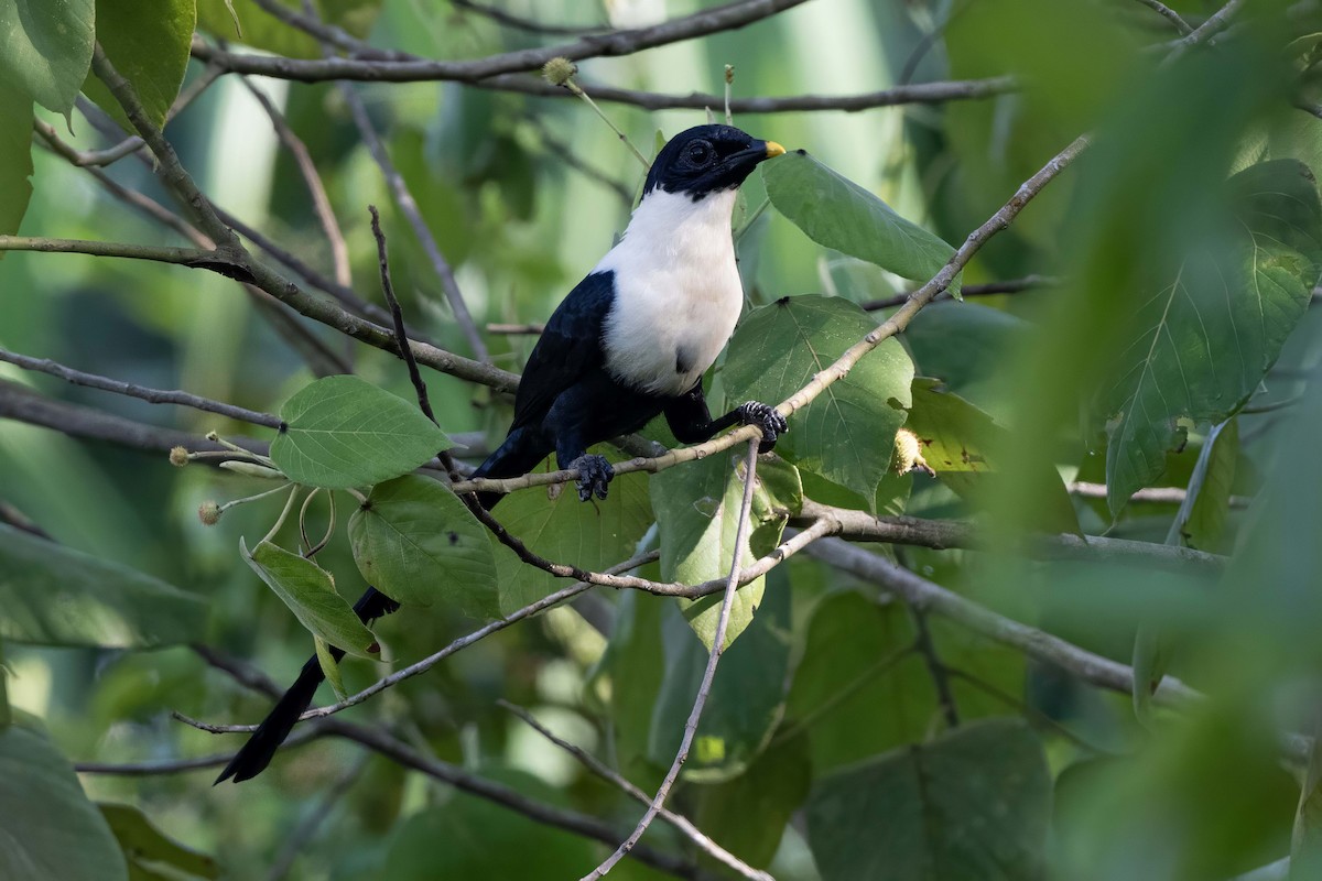 špaček bělokrký - ML624543713