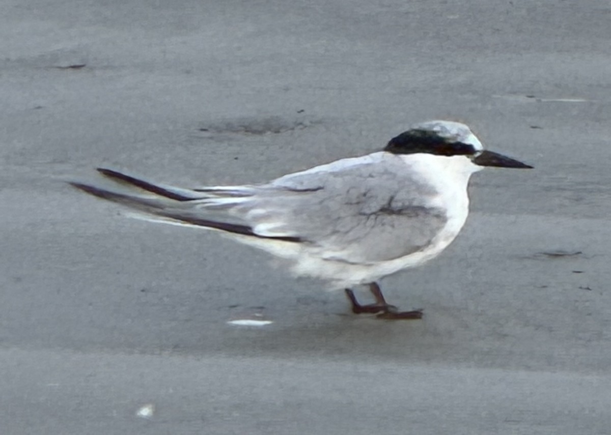 Least Tern - ML624543715