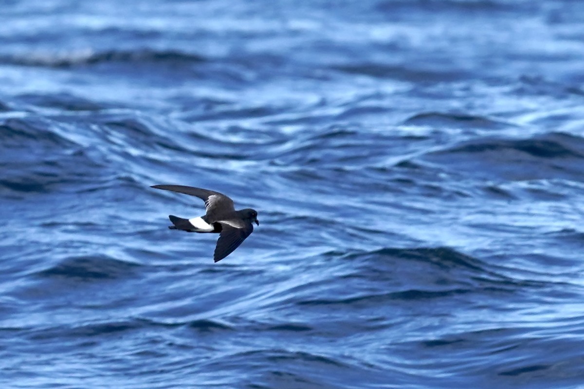 Wilson's Storm-Petrel - Daniel Winzeler