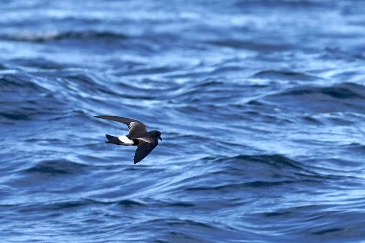 Wilson's Storm-Petrel - ML624543722