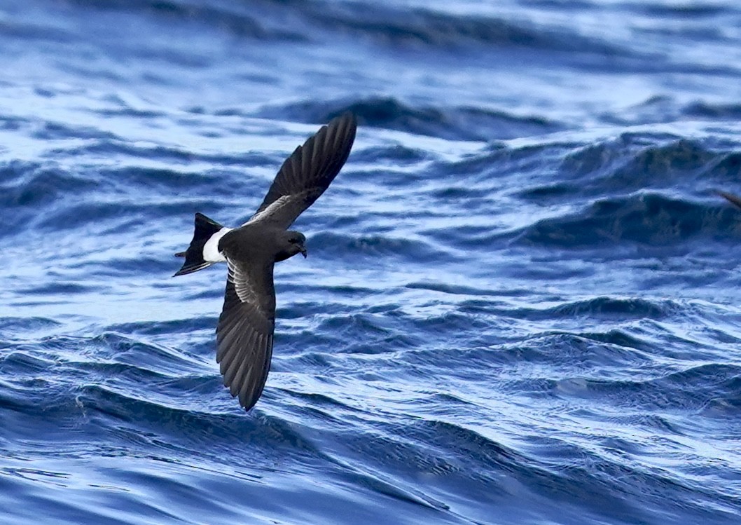 Wilson's Storm-Petrel - ML624543723