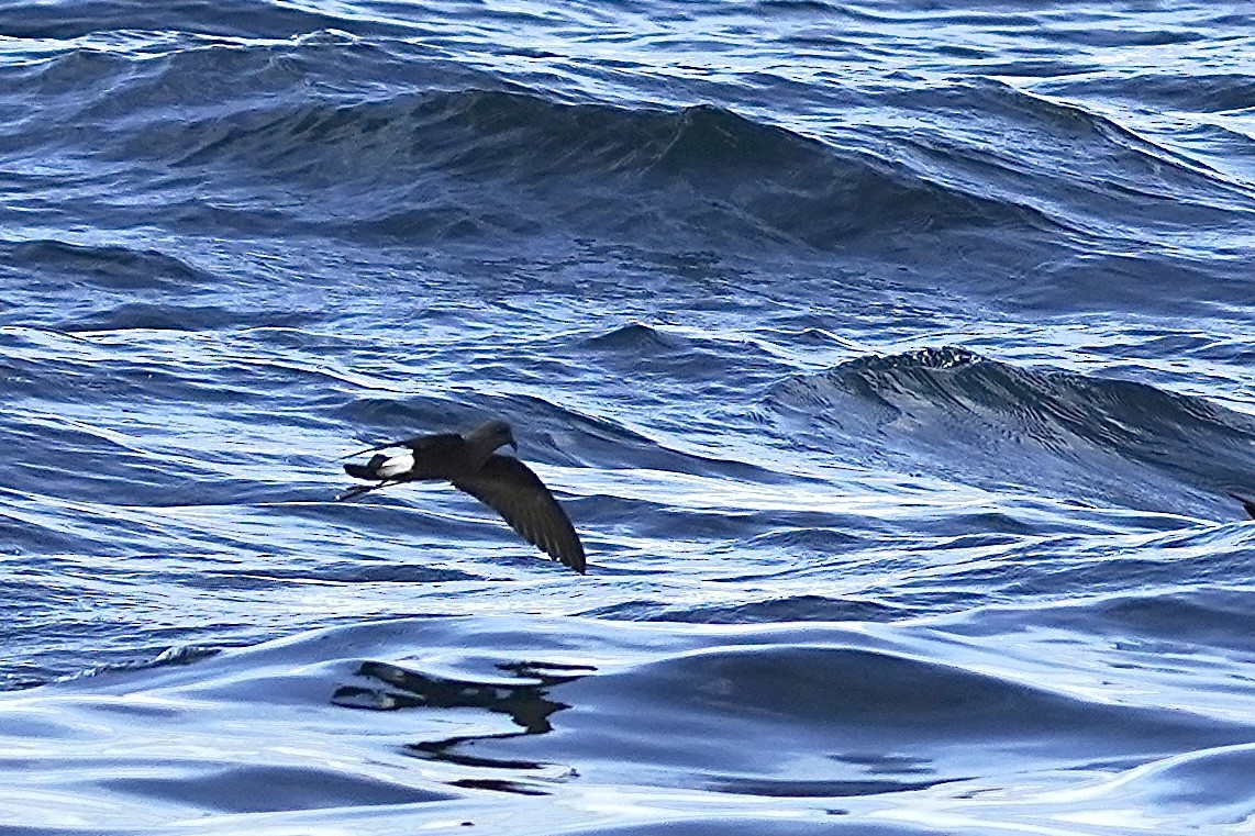 Wilson's Storm-Petrel - ML624543724