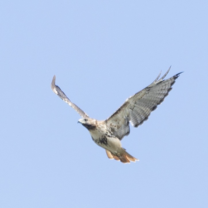 Red-tailed Hawk - ML624543741