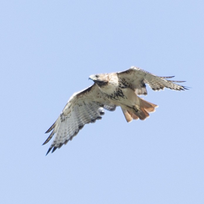 Red-tailed Hawk - ML624543742