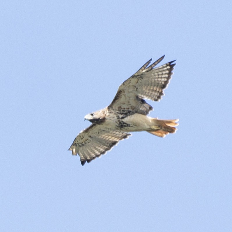 Red-tailed Hawk - ML624543743