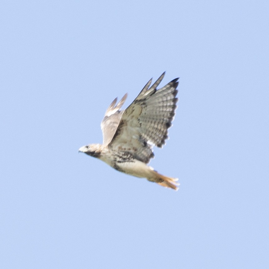 Red-tailed Hawk - ML624543744