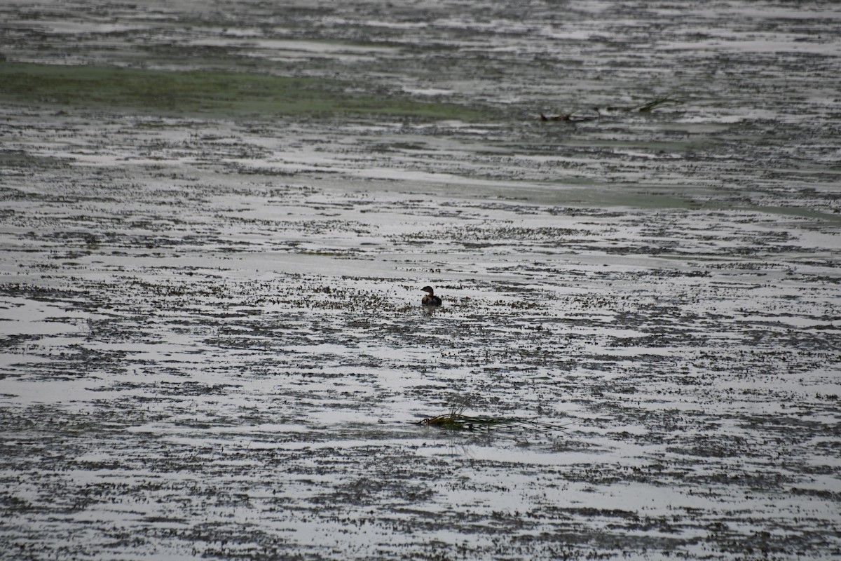 Pied-billed Grebe - ML624543747