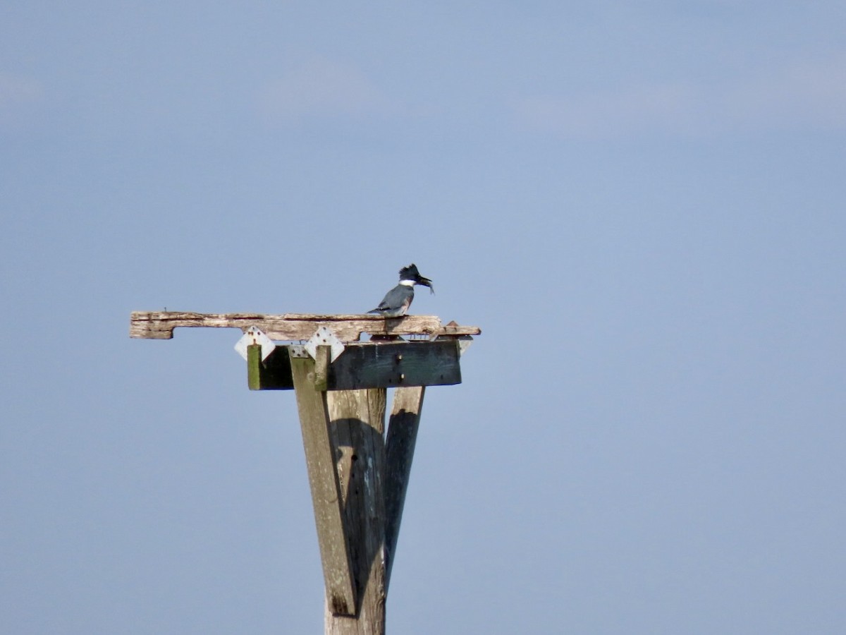 Belted Kingfisher - ML624543757