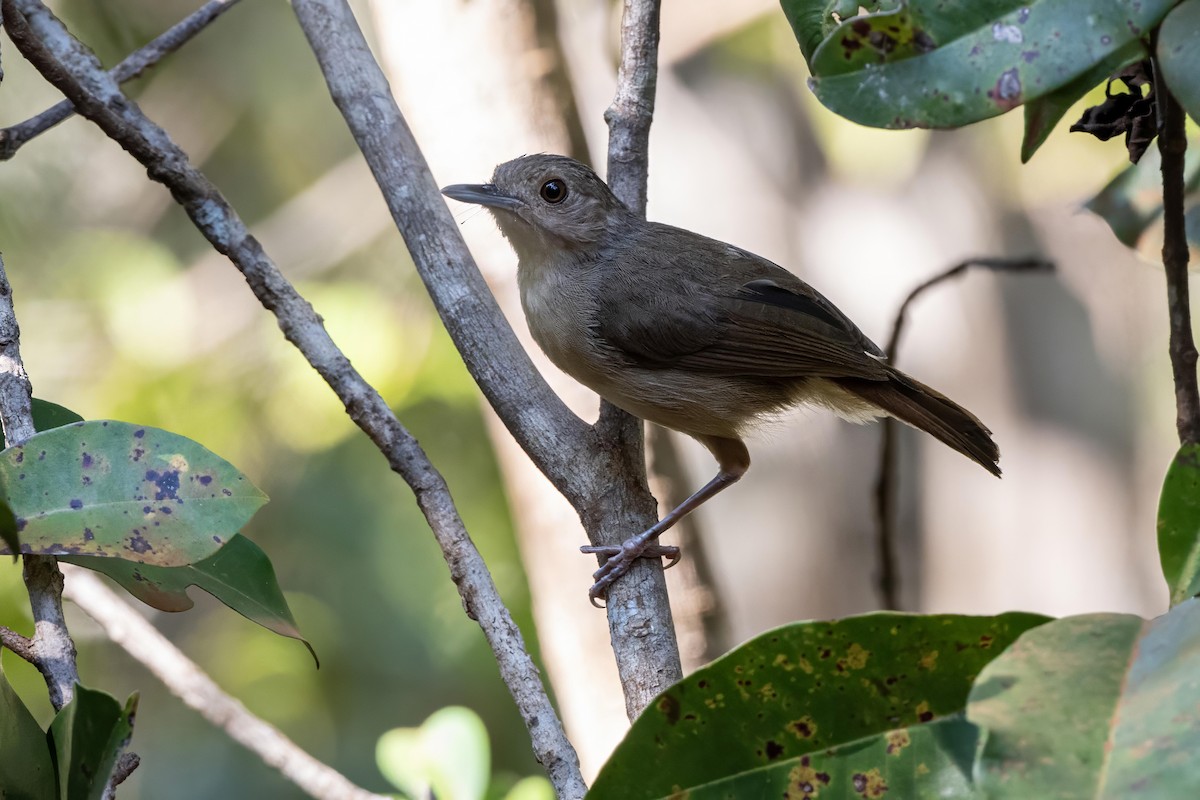 Sulawesi Babbler - ML624543758