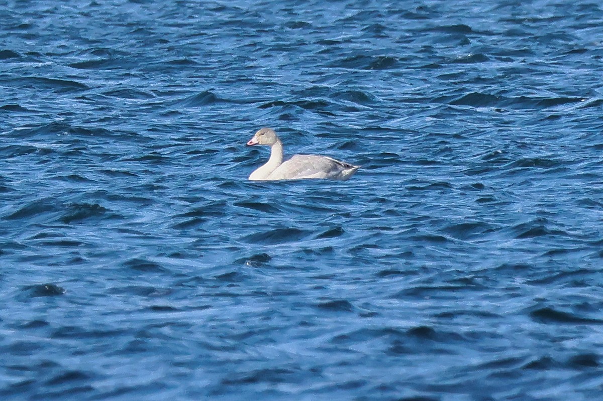 Tundra Swan (Bewick's) - ML624543797