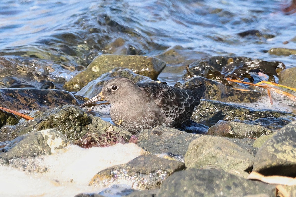 Rock Sandpiper (Aleutian) - ML624543803