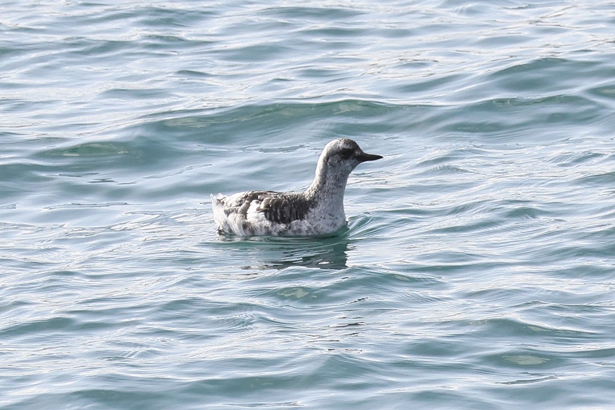 Pigeon Guillemot - ML624543856