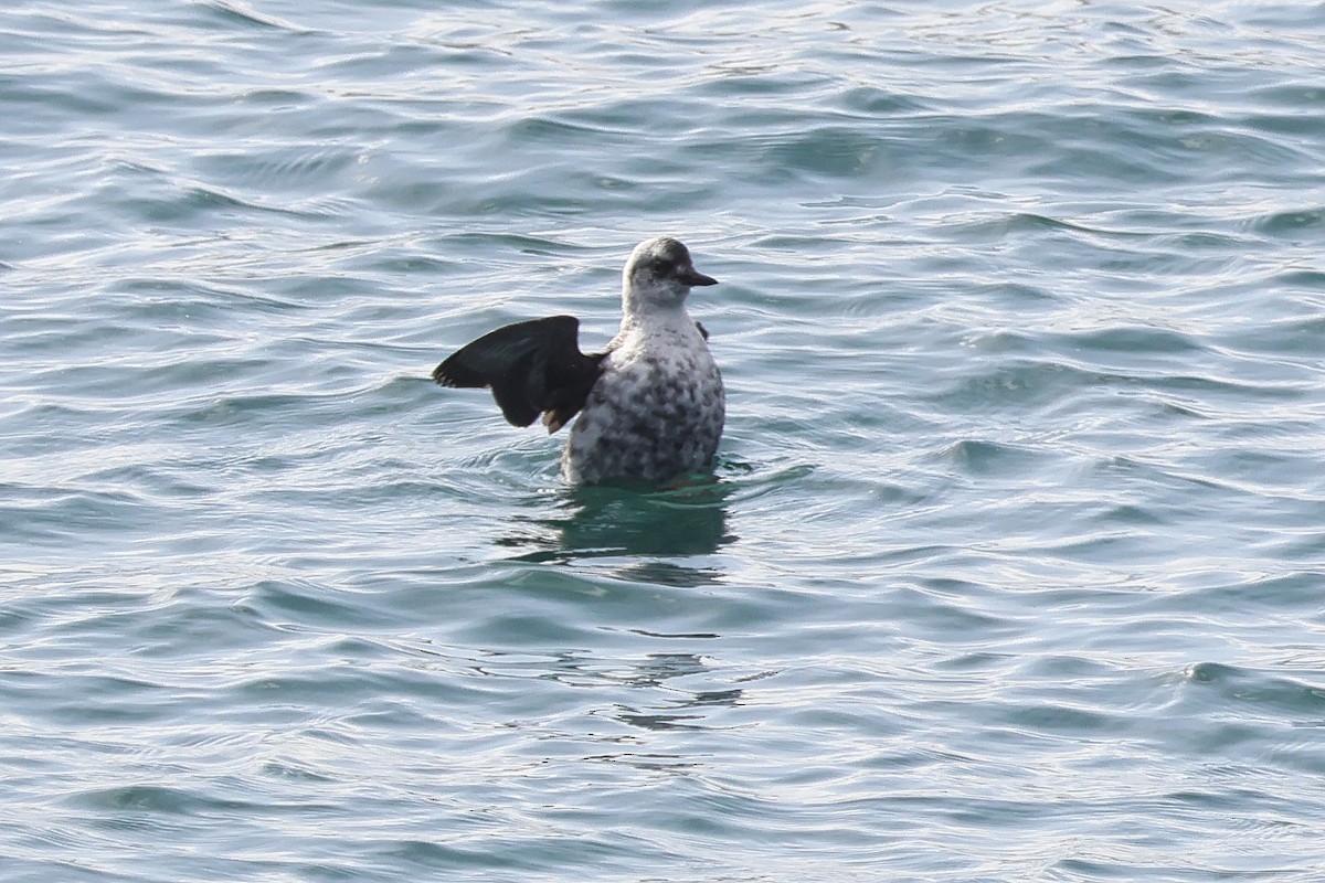 Pigeon Guillemot - ML624543857