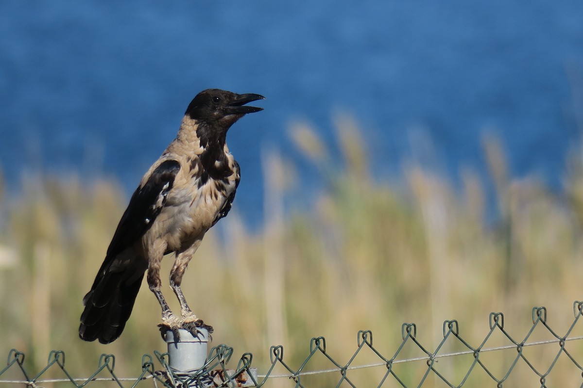 Hooded Crow - Raúl Galindo Moreno