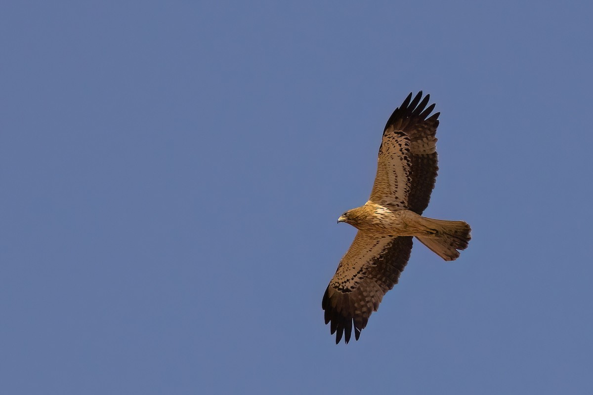 Booted Eagle - Jaap Velden