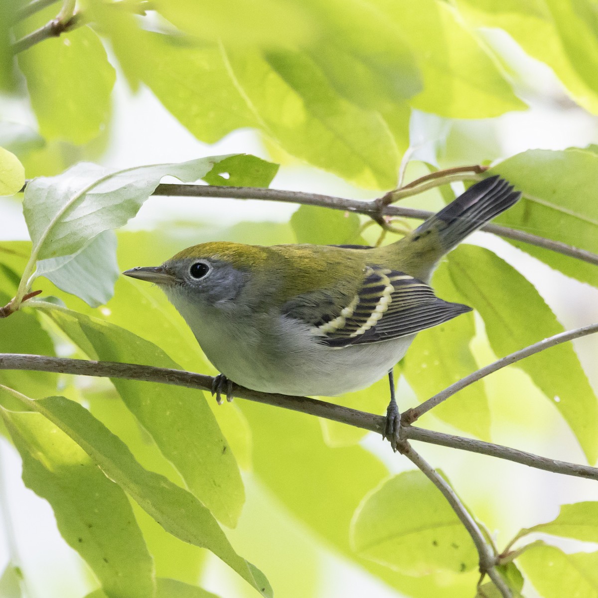 Chestnut-sided Warbler - Jim Tolbert