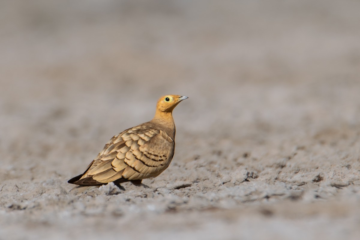 Chestnut-bellied Sandgrouse - ML624543888