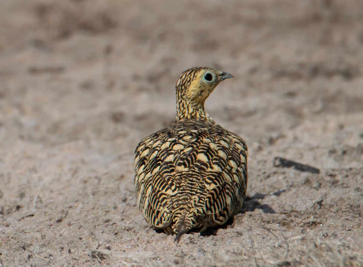 Chestnut-bellied Sandgrouse - ML624543889