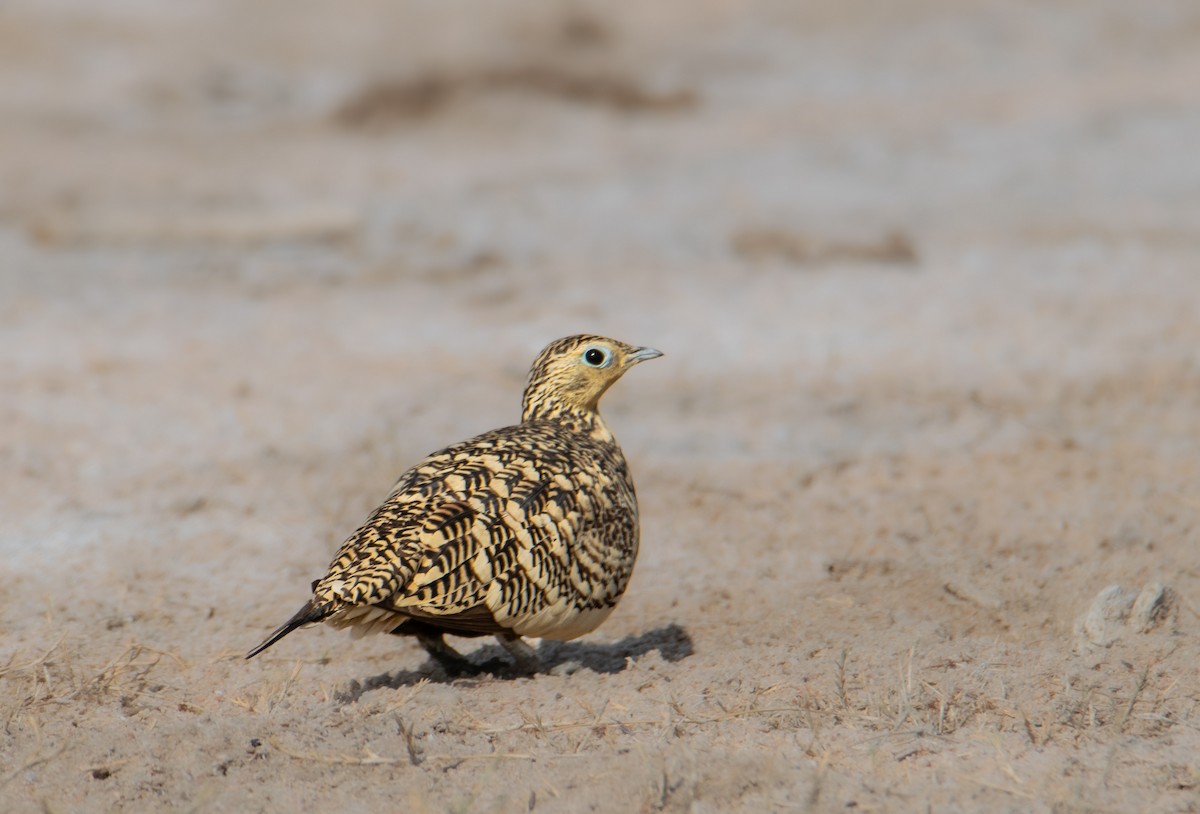 Chestnut-bellied Sandgrouse - ML624543890