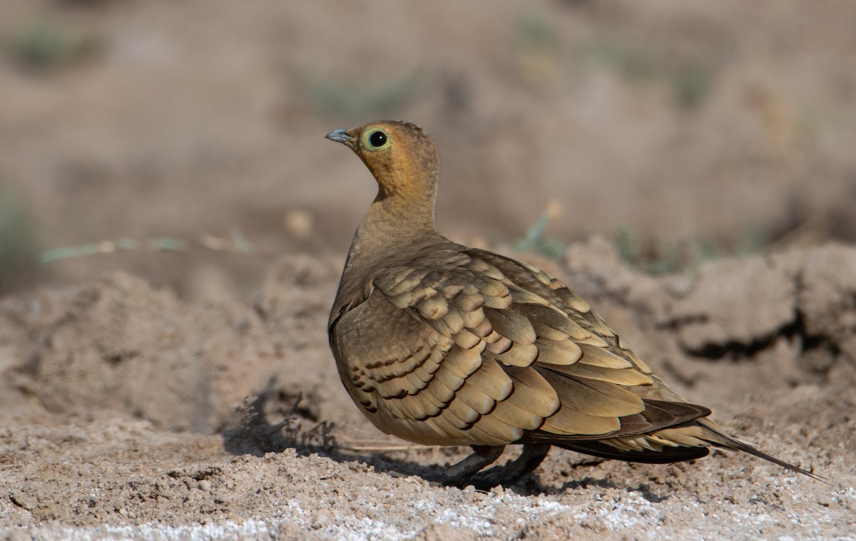 Chestnut-bellied Sandgrouse - ML624543891