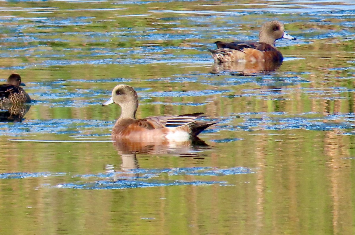 Canard d'Amérique - ML624543907