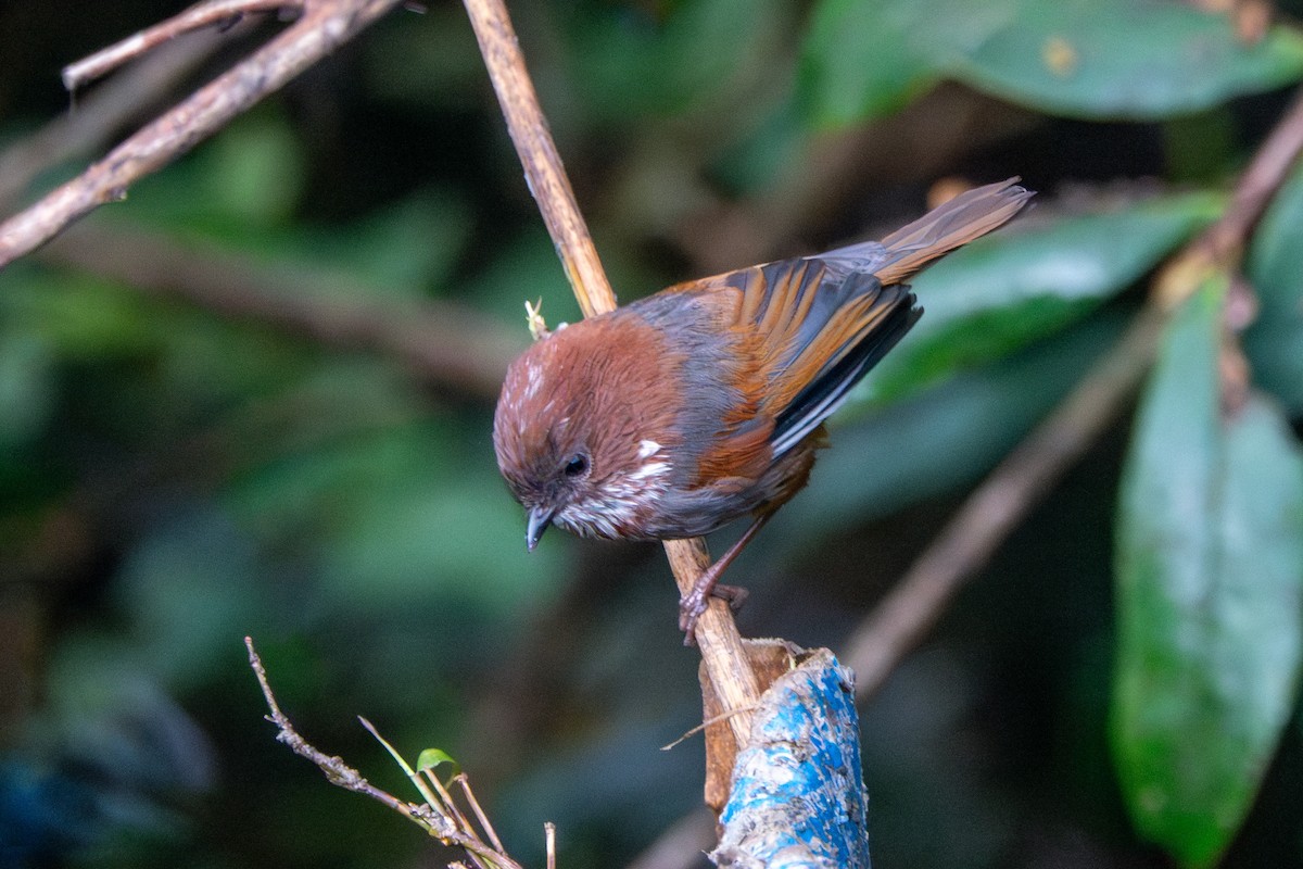 Brown-throated Fulvetta - ML624543938