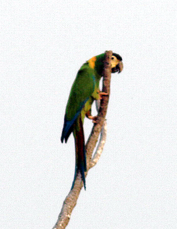 Yellow-collared Macaw - ML624543940