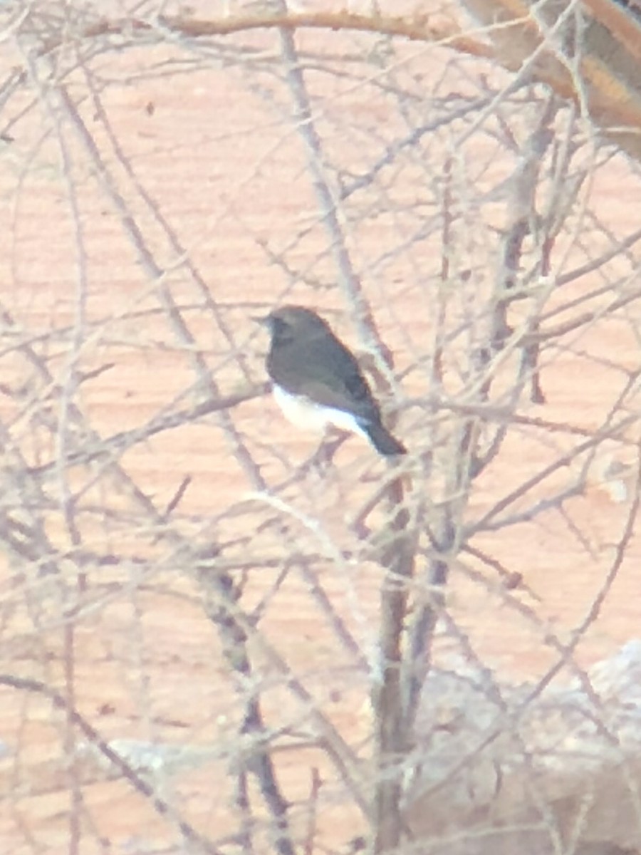 Variable Wheatear - ML624543980