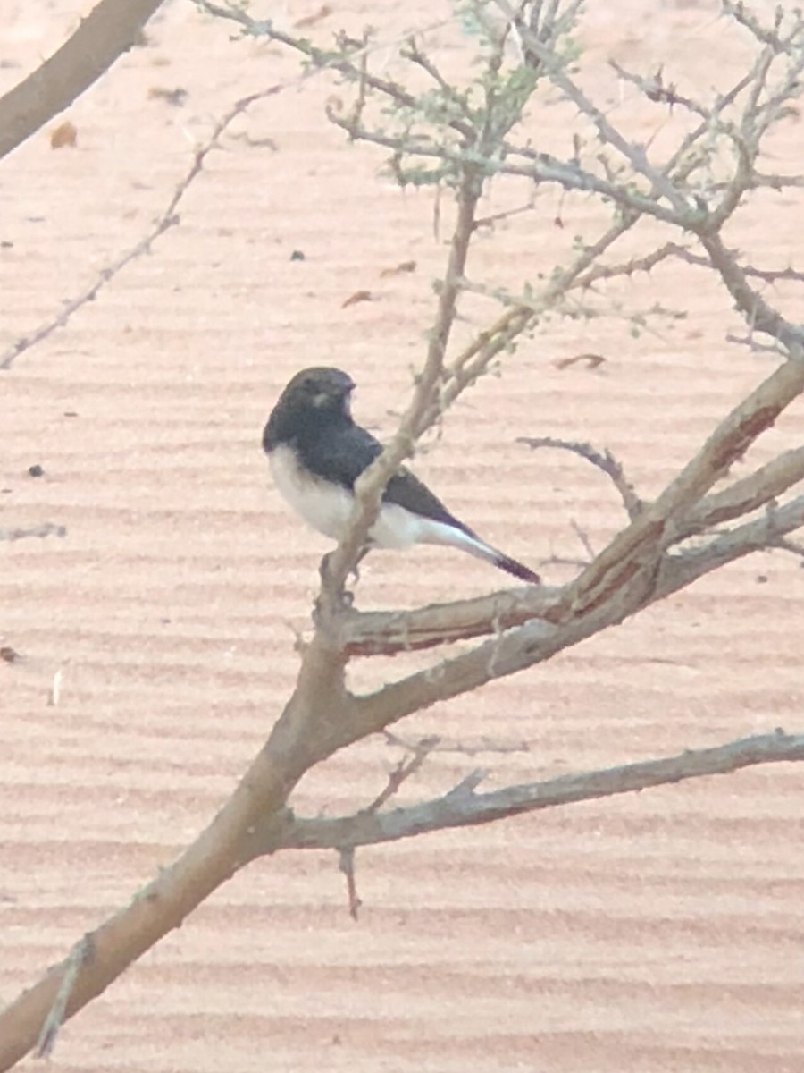 Variable Wheatear - ML624543981