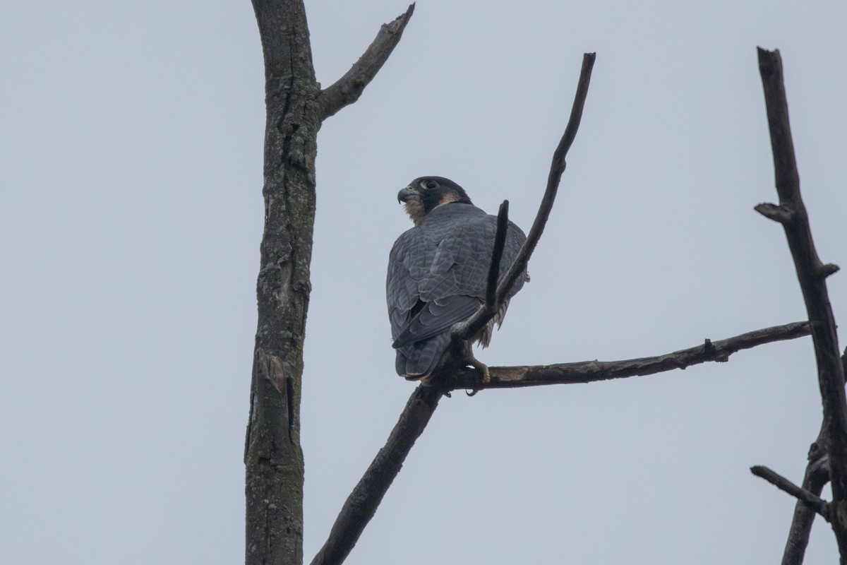 Halcón Peregrino - ML624544000