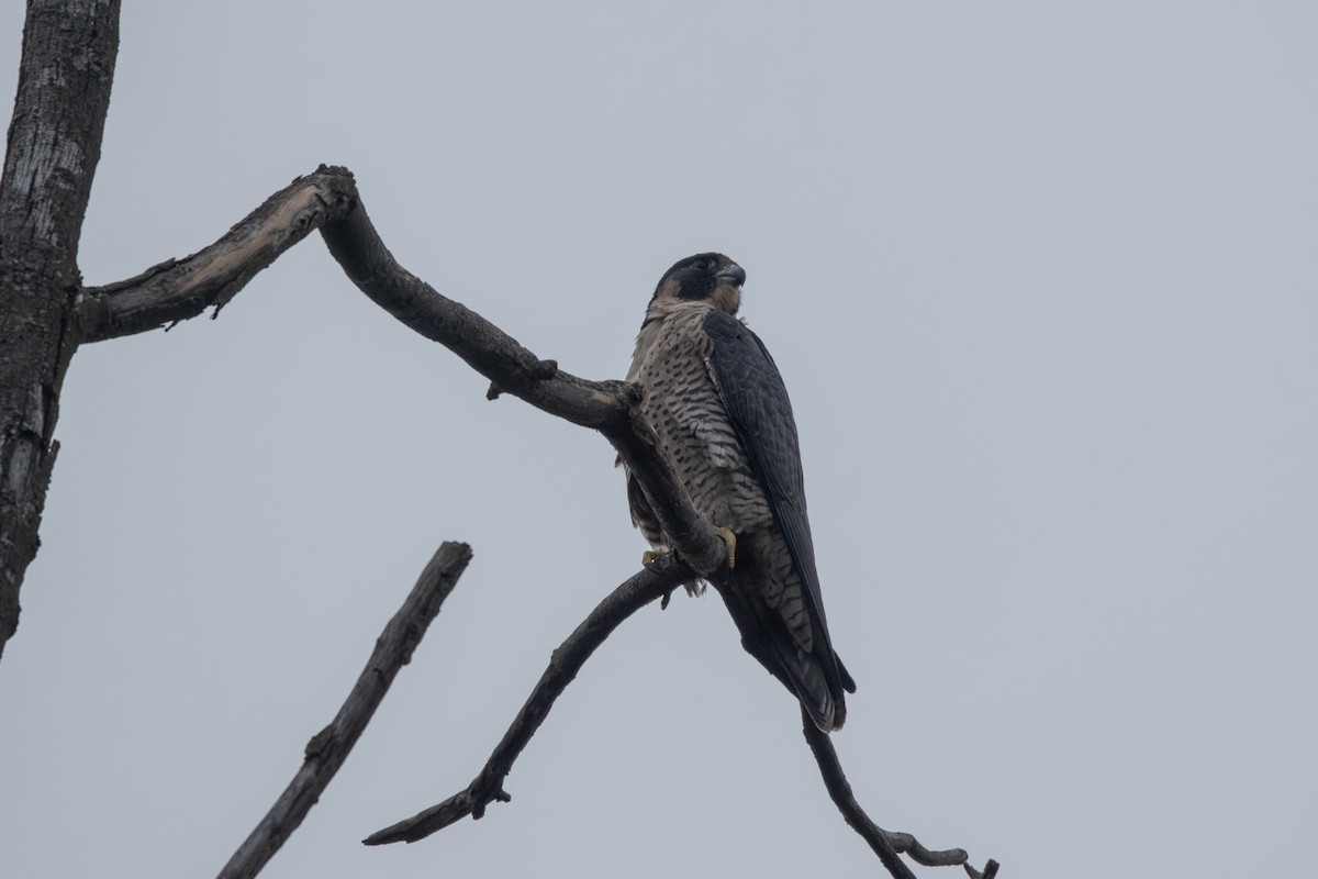 Halcón Peregrino - ML624544004