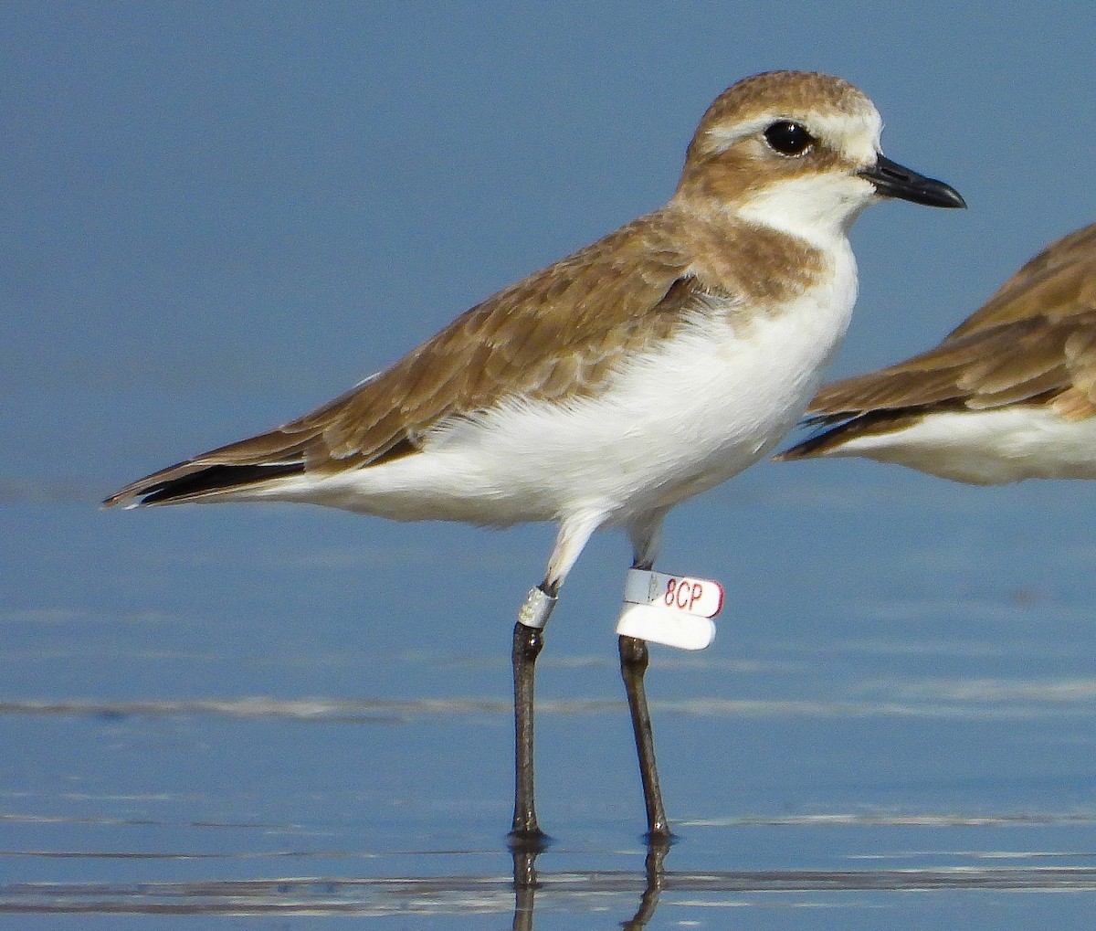 Tibetan Sand-Plover - ML624544014