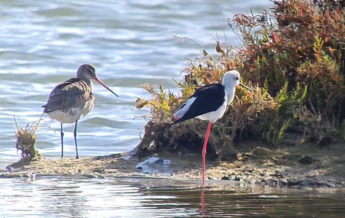 Black-winged Stilt - Andre Güttler