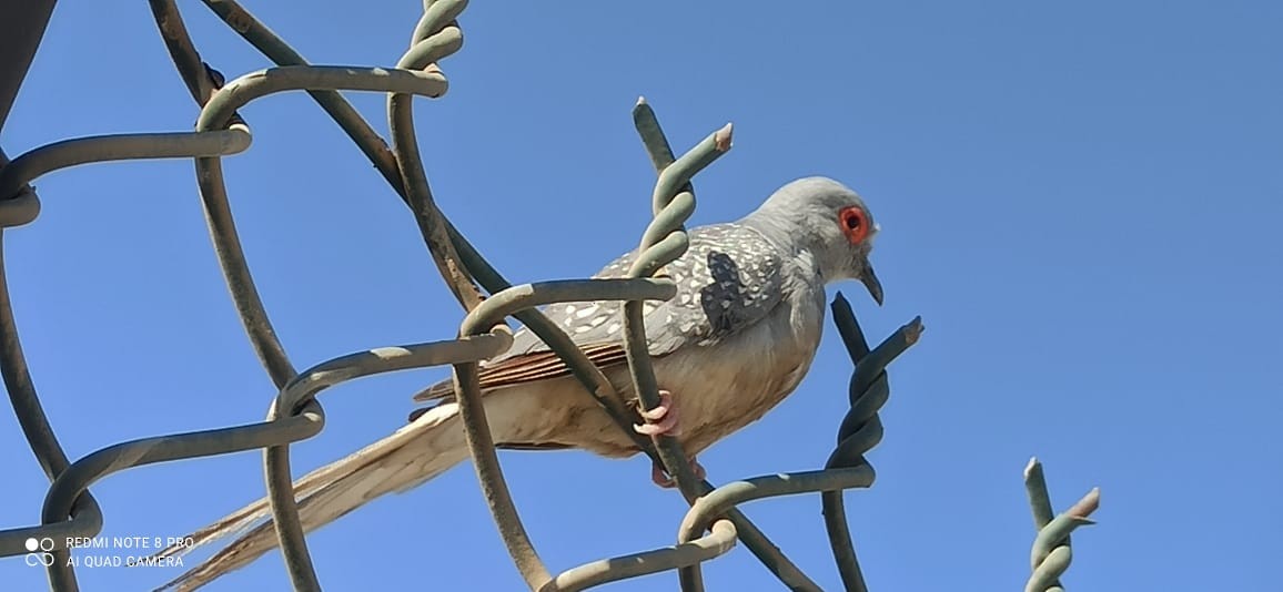 Diamond Dove - ML624544025