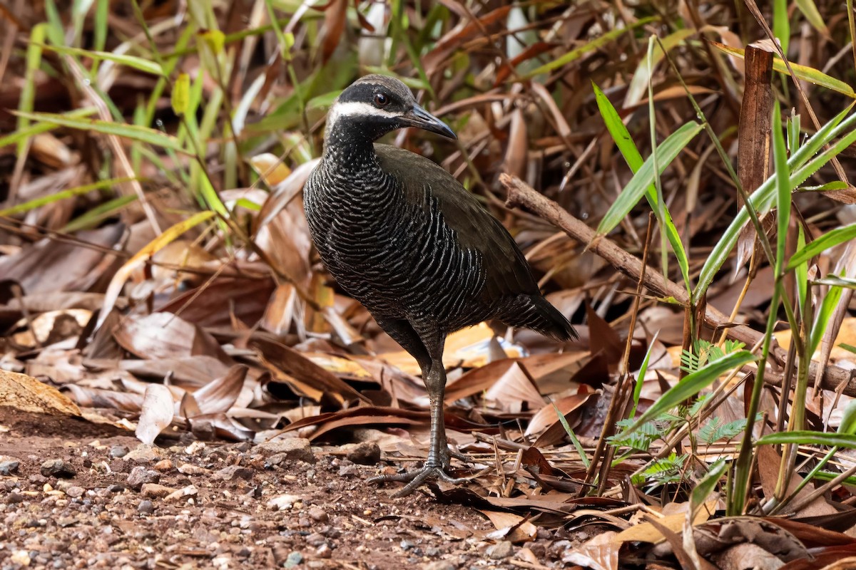 Barred Rail - ML624544034