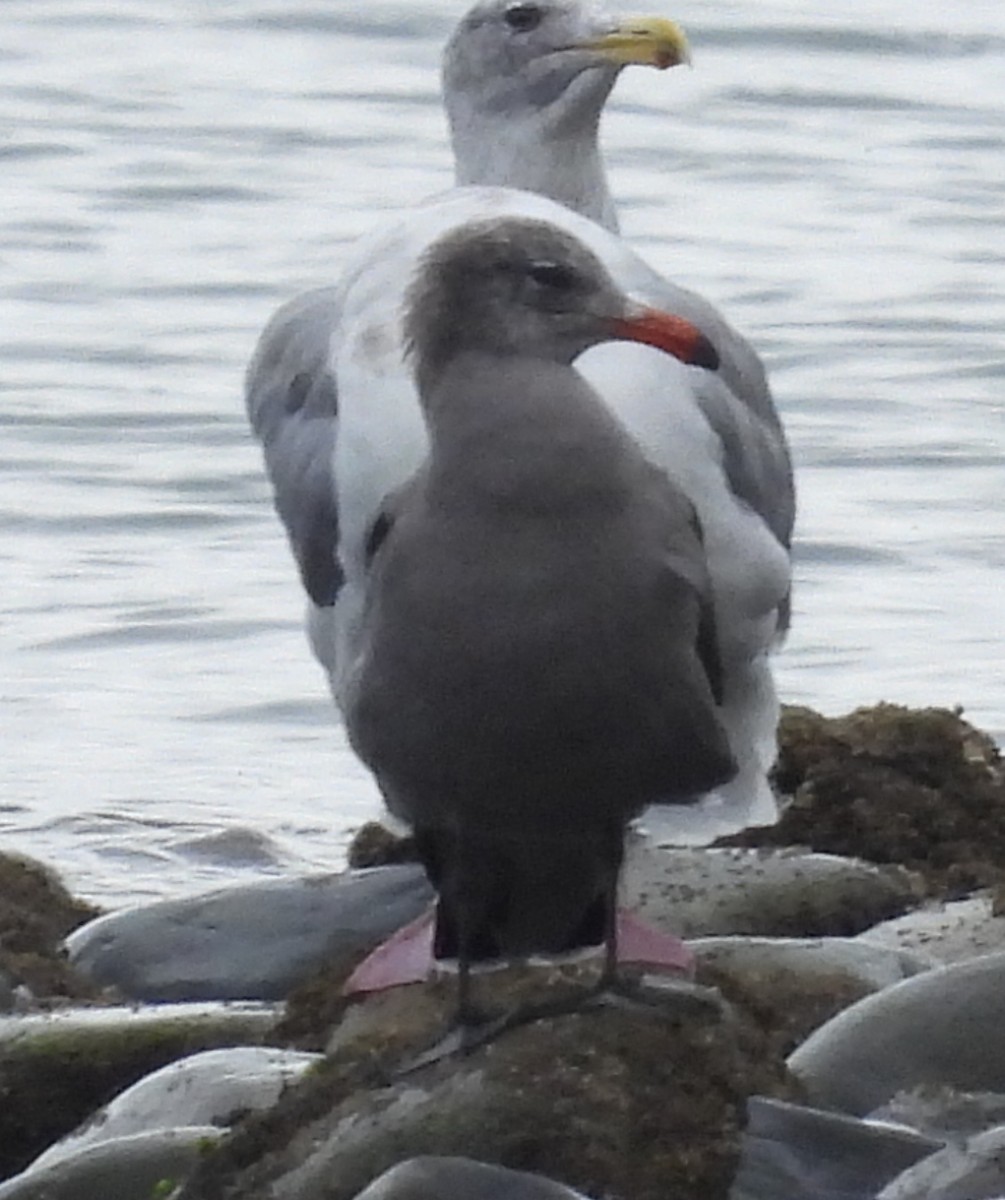 Gaviota Mexicana - ML624544035