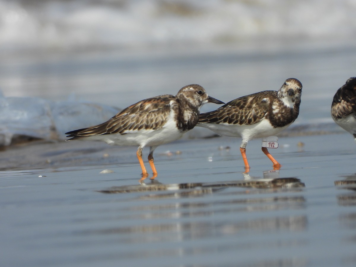 Ruddy Turnstone - ML624544053