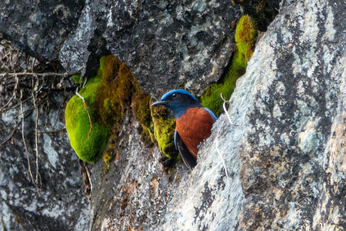 Chestnut-bellied Rock-Thrush - ML624544056